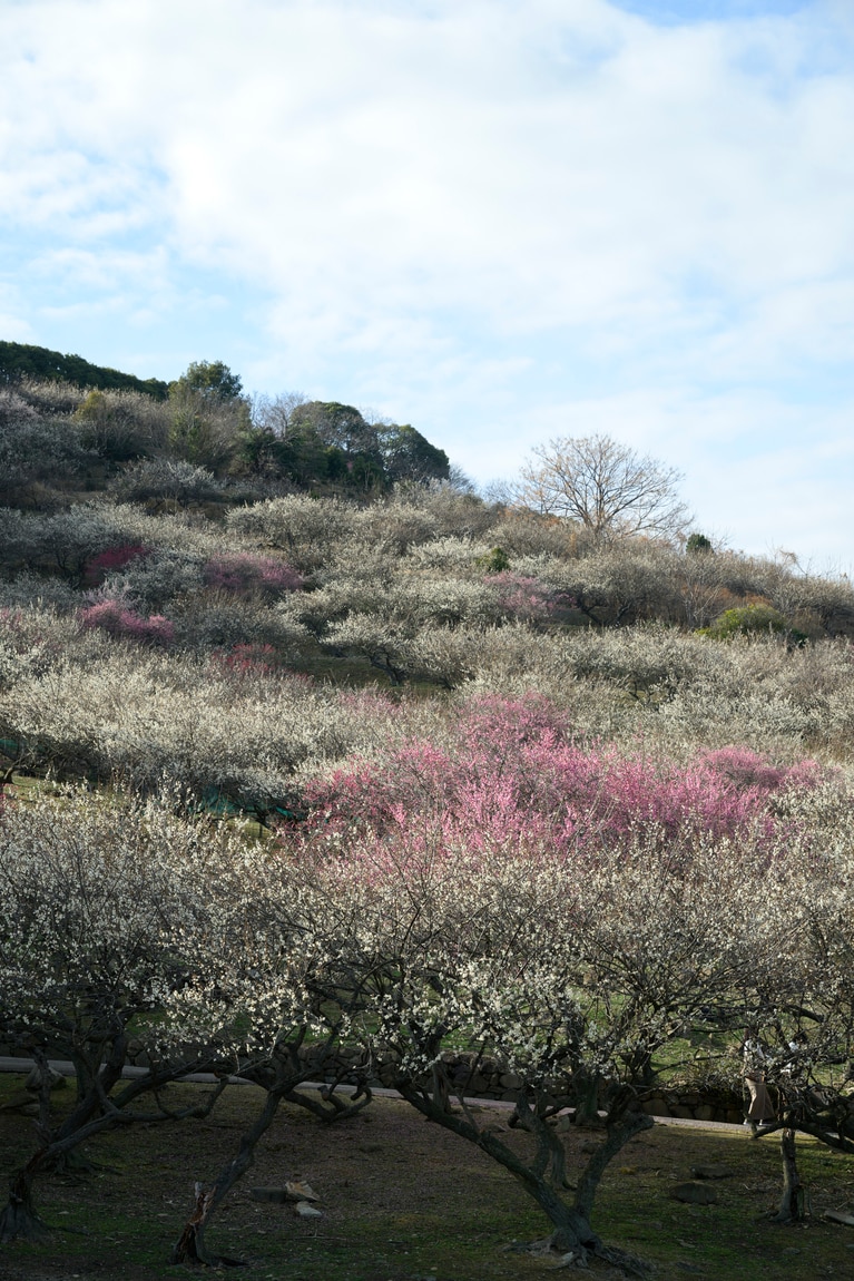 《早春の絶景散歩》紅白の梅の先には瀬戸内海、園内には古墳も！西日本随一の梅の名所「綾部山梅林」へ【兵庫県】