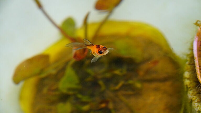 うちの子ベストショット⑥「ただの黒色の赤ちゃん金魚に赤色が出てきて、そこも愛おしい」