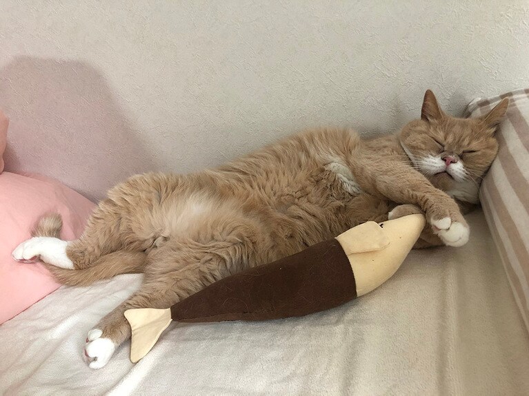 むぎ ♂ 7歳。またたびスプレーをかけたぬいぐるみで遊んだあと、抱えたまま寝ちゃった瞬間です。