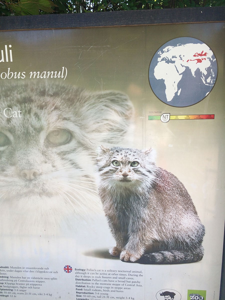 フィンランド「コルケアサーリ動物園」にもマヌルネコを訪ねました。幻想的なマヌルネコの看板。残念ながら本ネコは物陰から出てこず……。撮影＝CREA編集部