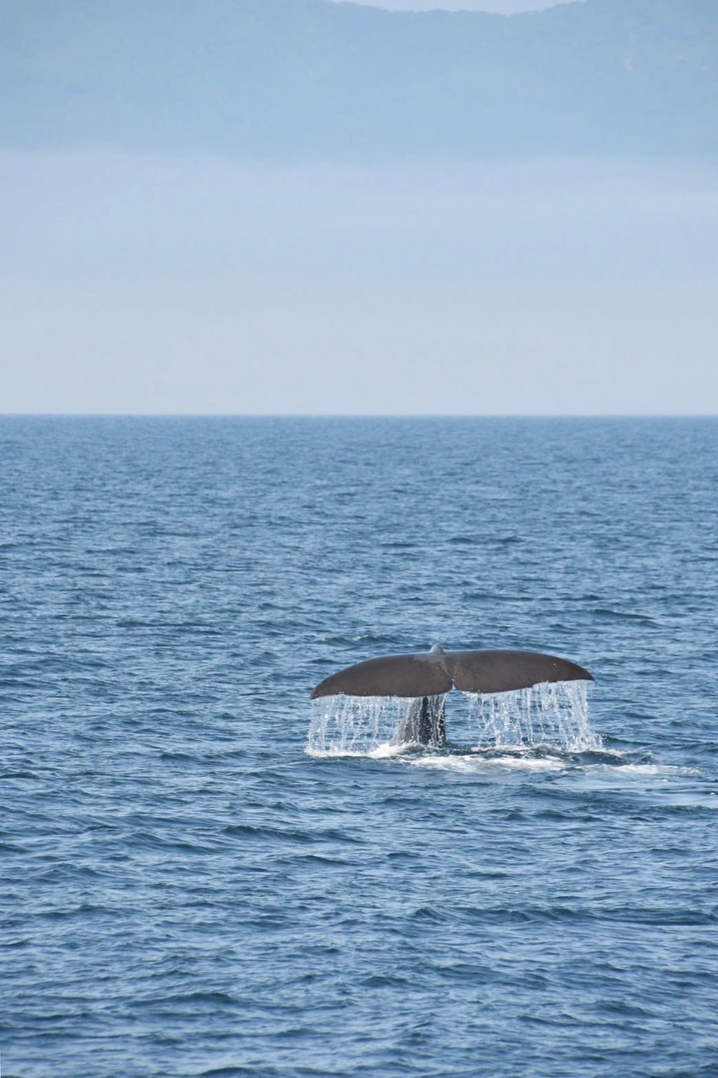 羅臼港(※要確認)からの観光船では、マッコウクジラの豪快なダイブを目の当たりにできるチャンス。※運行期間は10月中旬頃まで。(写真提供)