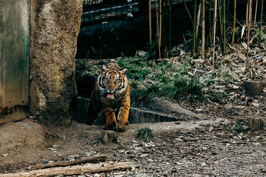 2023年4月に上野動物園で誕生したアサ。