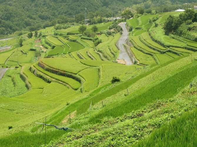 香川県 2022年版】 夏の絶景・風物詩6選 若稲の緑色に染まる棚田の圧巻の景色 | 今こそ行きたい！ 「日本にしかない風景」再発見