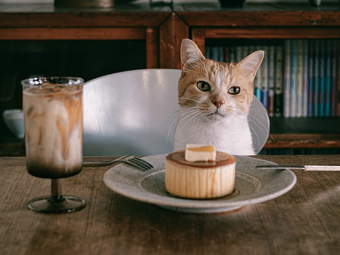 3ページ目)SNSを賑わす「スター猫」たち 【1投稿で10万いいね