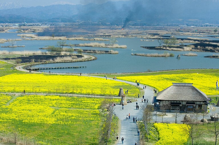 福島潟の菜の花。