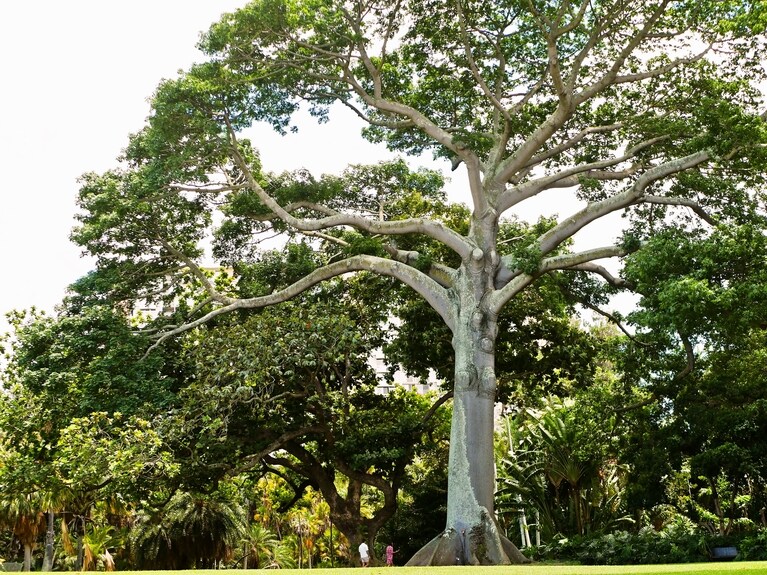 信じがたい大きさのカポックの木。根本あたりの人間の大きさと比べてみてほしい。