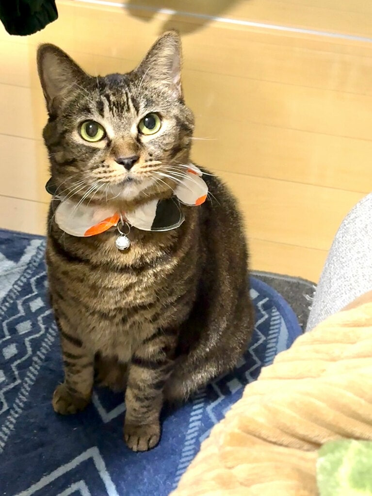 ランちゃん ♀ 10歳。「普段は目がクリクリでとってもかわいくおとなしい子です。ただよく食べるので体重が6キロあり、よく寝てよくイビキをかいて、ふふっと笑わせてけれてかわいい癒されてます」（飼い主さんより）。