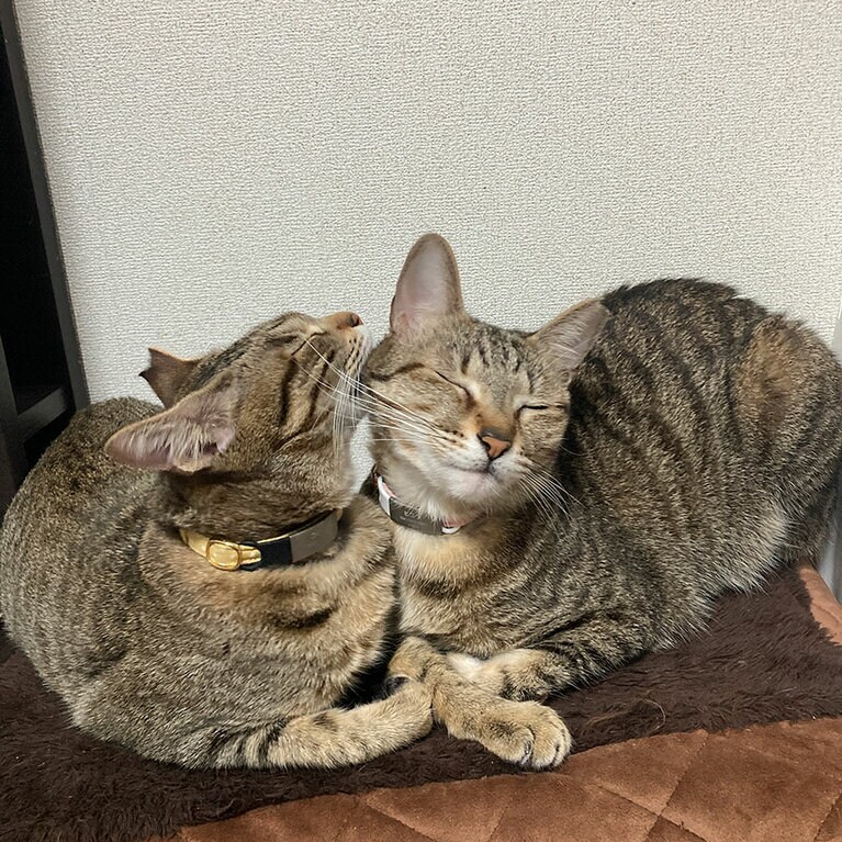 ピコラとコロネ メス 2歳と3歳。本当の姉妹じゃないけどお姉ちゃん大好きな妹♩（KMさん）。