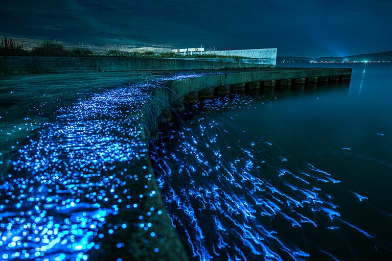 9月まで月1回、開催されるウミホタル鑑賞。©佐渡PRフォトグラファー 伊藤ヨシユキ