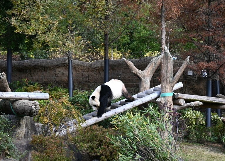 屋外ではしごを使うシャオシャオ（2025年12月9日、筆者撮影）