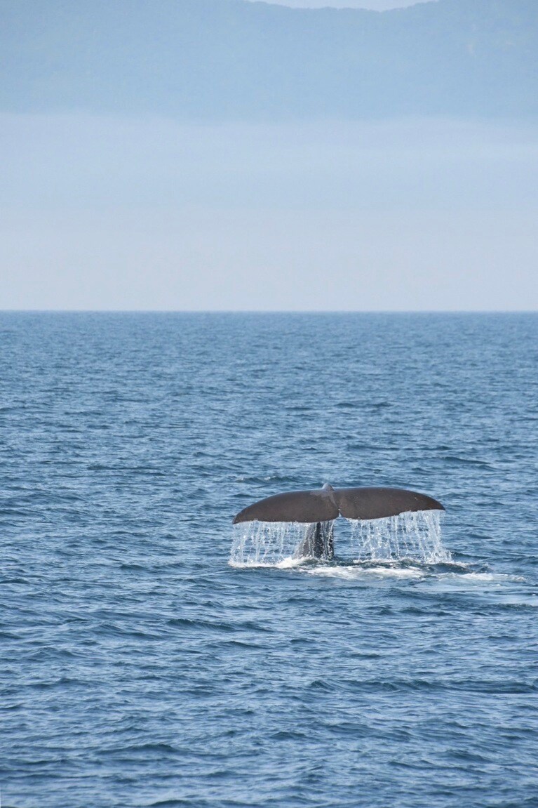 羅臼港からの観光船では、マッコウクジラの豪快なダイブを目の当たりにできるチャンス。※運行期間は10月中旬頃まで。（写真提供）