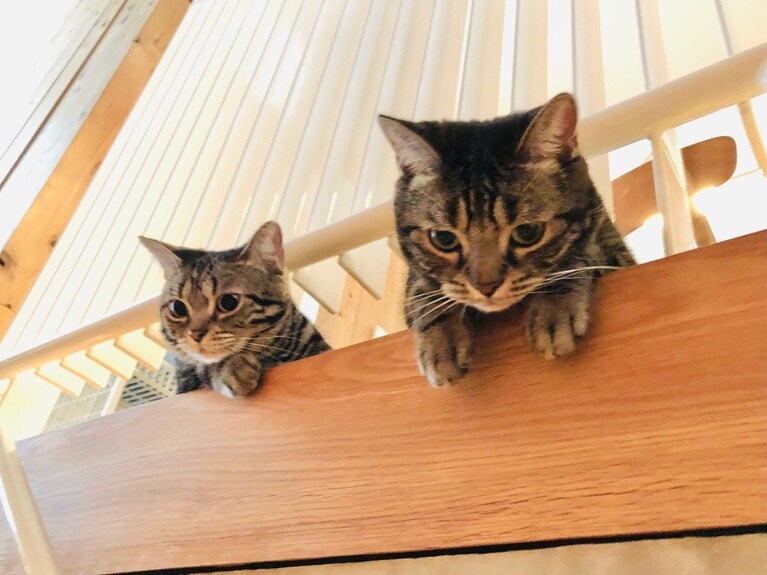 ハル、テテ ♀ 4歳と5歳。出かける時に見送ってくれます（ばんさん）