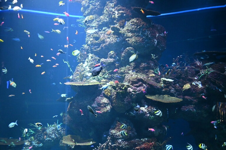 アミューズメントパークが充実しているのもシンガポールの魅力。