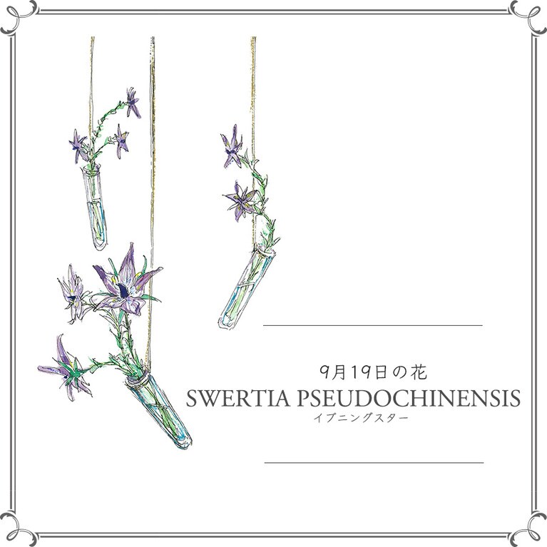 9月19日の花「イブニングスター」