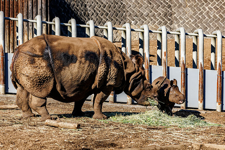 インドサイのゴポン、デコポン親子。