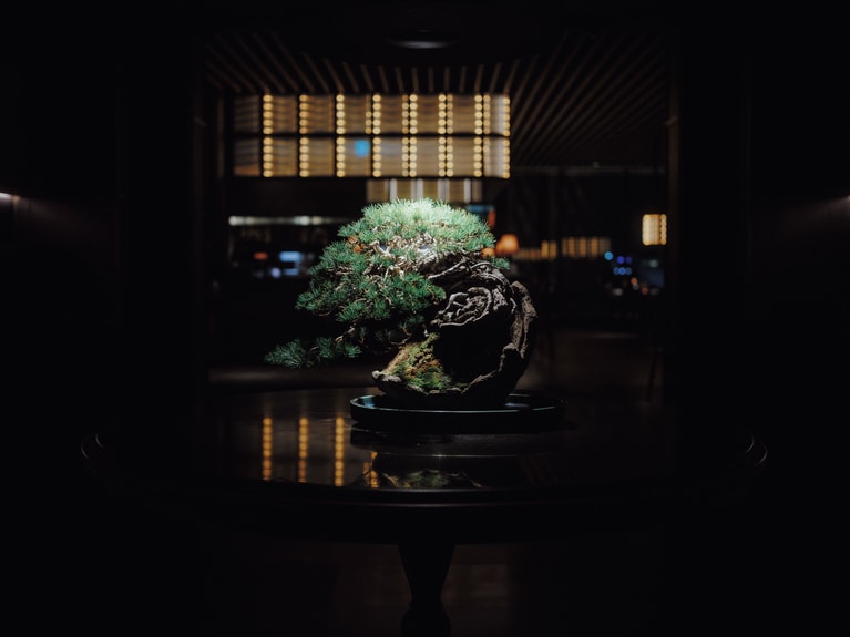 フェスティブ盆栽。
