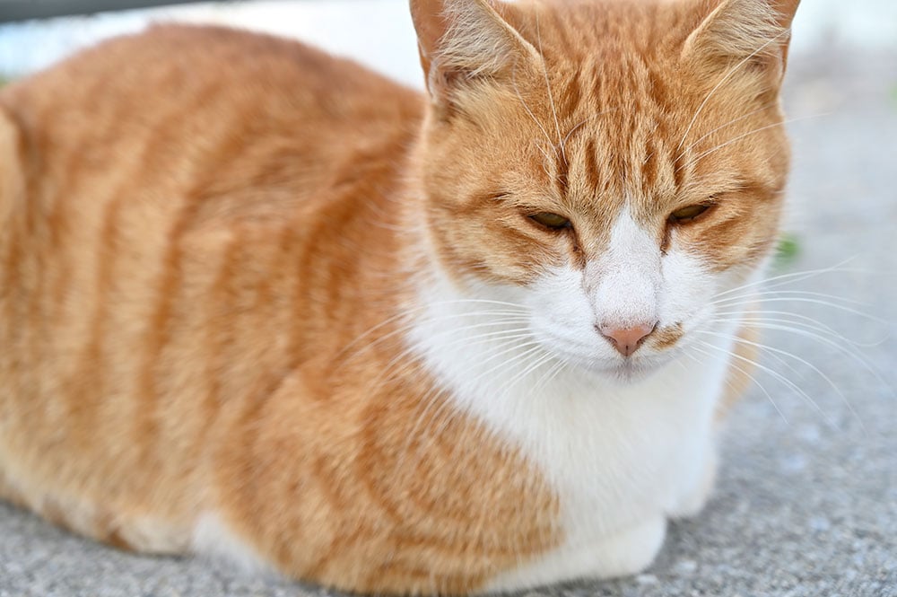 沖縄の島といえば、のんびりとした猫に出会えるのも魅力。