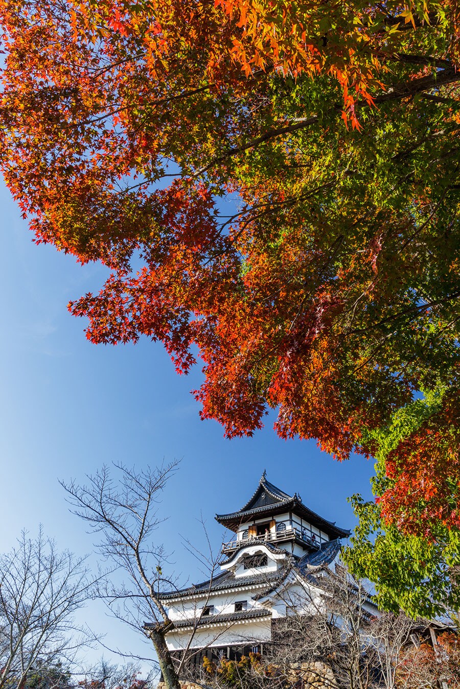 犬山城と紅葉。