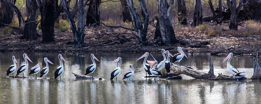 川辺に広がる自然の光景も素晴らしいマレー川。Photo:Murray River Walk