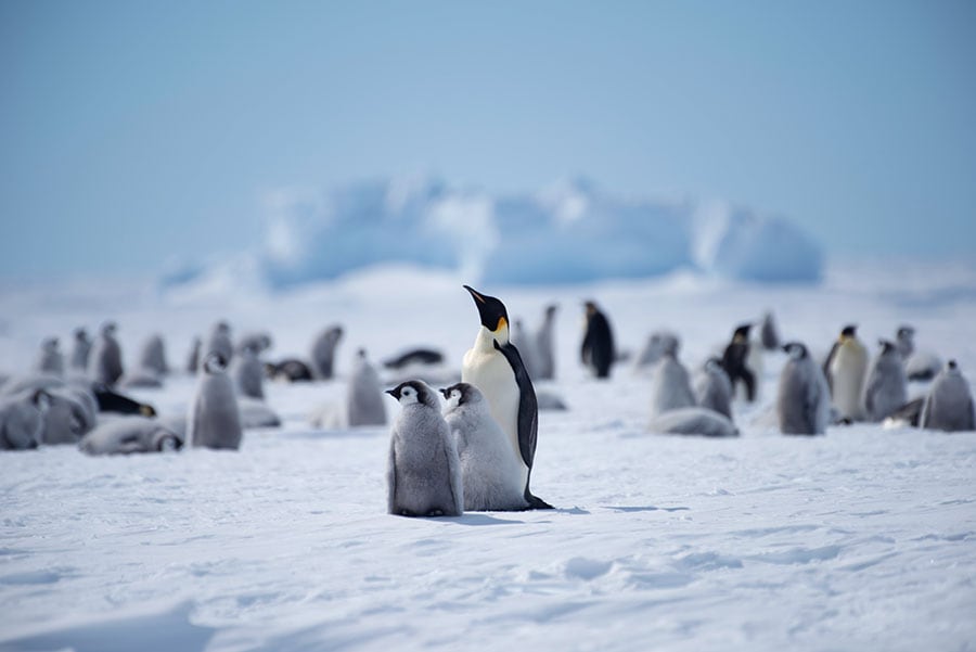 2時間半のフライトでアトカ湾まで行く、皇帝ペンギンのアクティビティ。©White Desert Antarctica