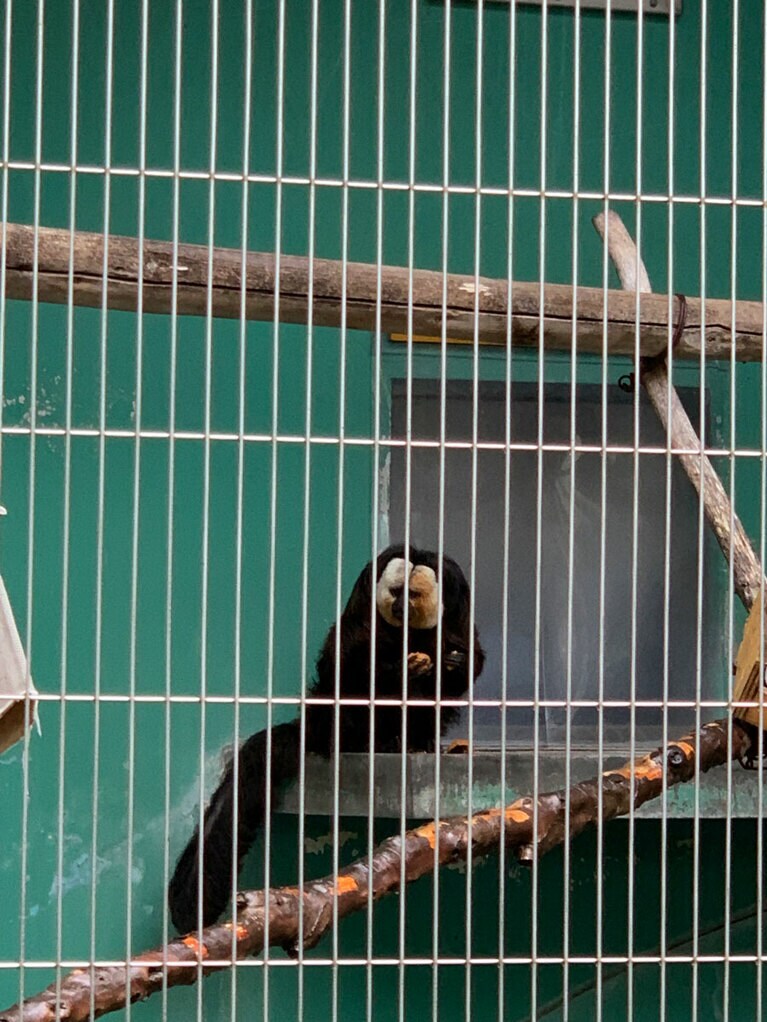 生誕祭当日のモップくん。