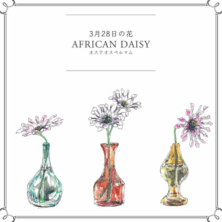 3月28日の花「オステオスペルマム」