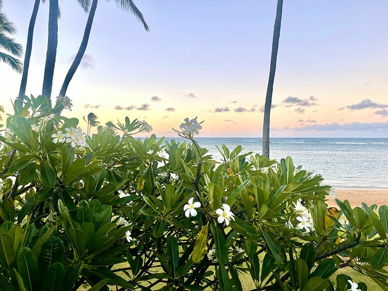 ゲストルームから見えるプルメリア越しのビーチ。