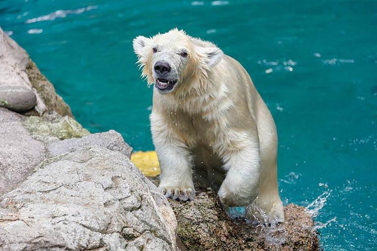 水遊びが大好きなライ。
