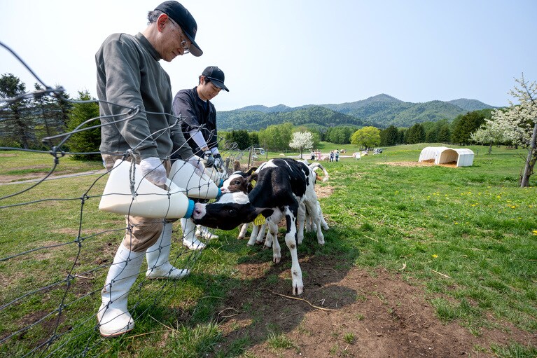 タイミングが合えば、生後1ヶ月くらいの子牛たちへの哺乳も見られる。