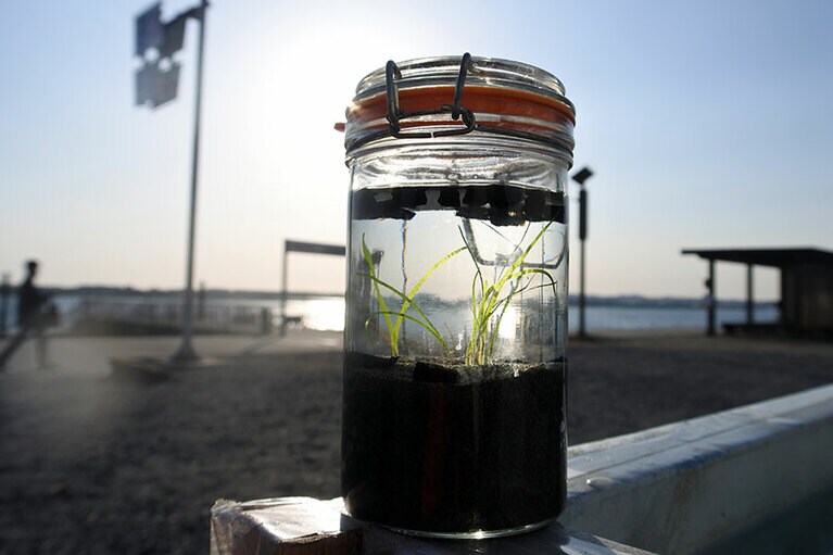 瓶につめて3か月ほどたった状態。アマモをよく見ると小さな水泡が付いていました。