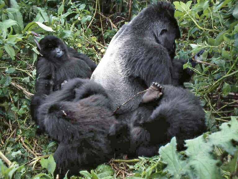 仲間を導く目印となるため、オスの背中の毛は年を重ねるごとに美しいシルバーに。
