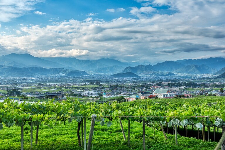 日本ワイン発祥の地・山梨県勝沼など美味しいワインと豊かな自然が楽しめるエリアに赴いてみて。写真：MOCOHA_IMAGE/イメージマート
