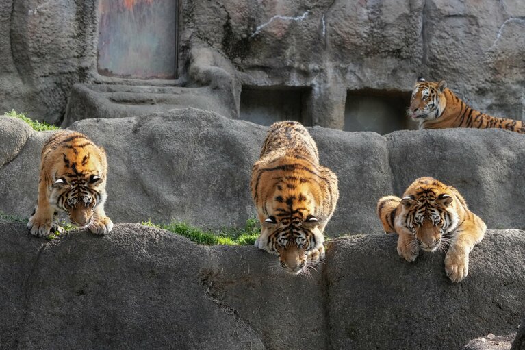 落ちたタイヤを見つめる三頭。まさに、「後悔先に立たず」。