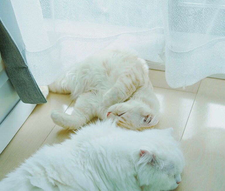 ハルとレン ♂ 5歳と2歳。よくケンカするのに、気づくと近くで一緒に寝ている実は仲良しなうちの子達です（ロビさん）