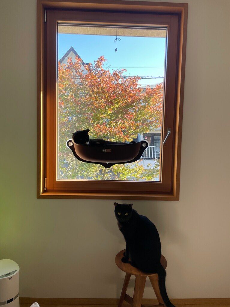 ムギとクロ オス 2歳半。