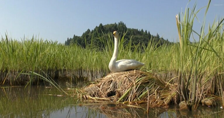 ©2021 映画『私は白鳥』製作委員会