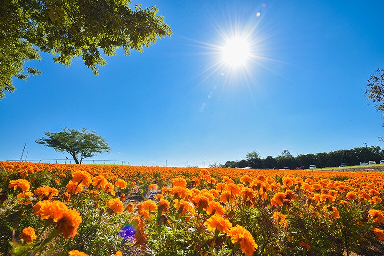 【埼玉県】マリーゴールドの丘公園。