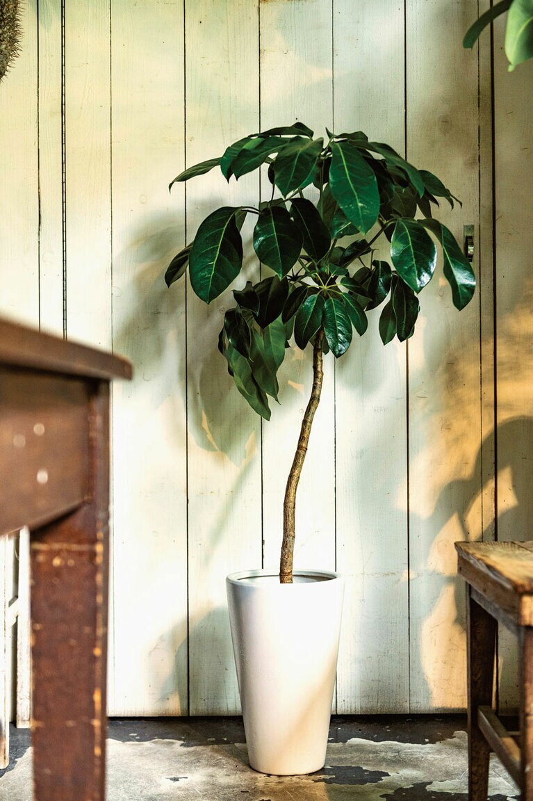 「見栄えがする大きめグリーンは引っ越し祝いに」ブラッサイア 20,000円。