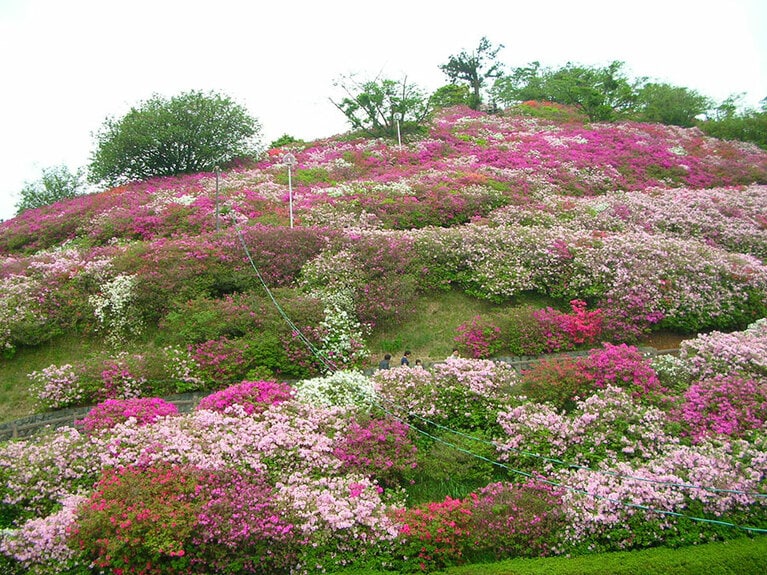 冨士山公園のつつじ。