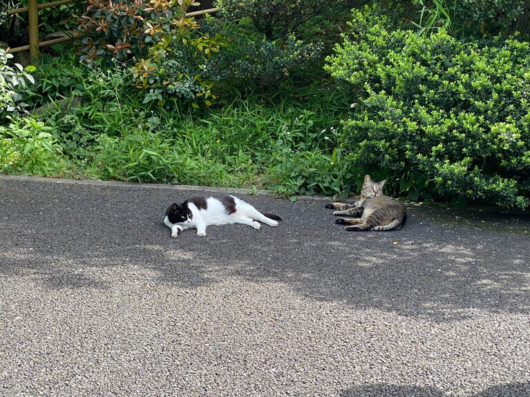 田中さん撮影の地域猫。もし生まれ変わったら、田中さんは猫になりたいそう。