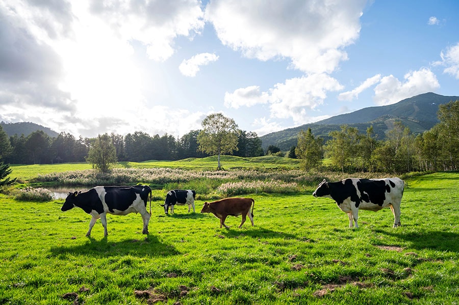 ファームエリアでは30頭ほどの乳牛がのんびりと草を食んでいる。