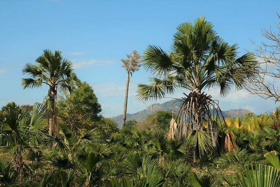 鬱蒼とした緑の大地が広がり、ヤシの木々がそびえるレンバタ島の内陸部 (写真提供：小島 曠太郎)。