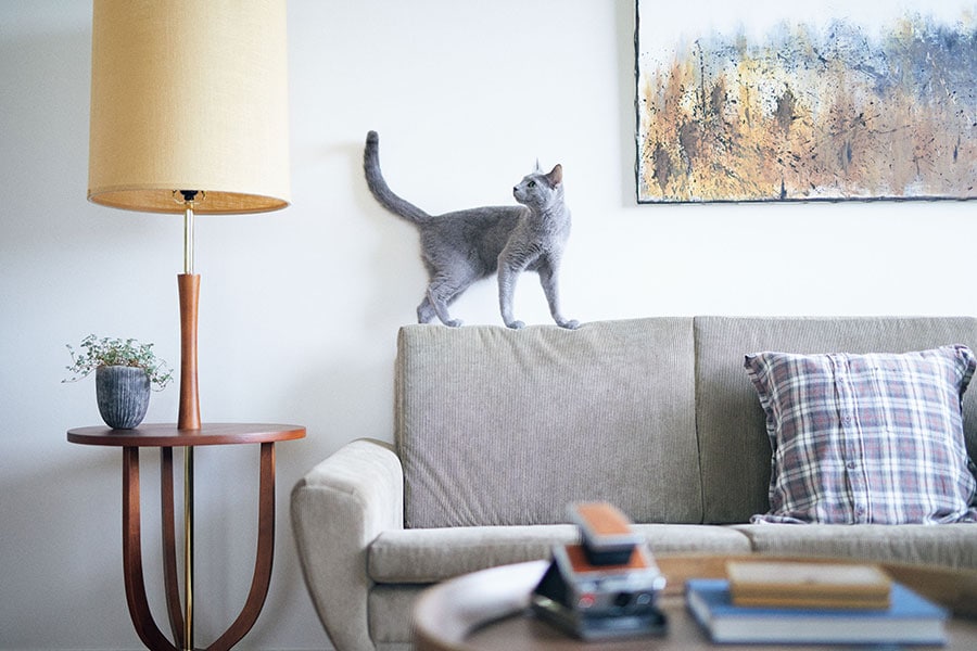 室内でも猫がのびのびと、自由気ままに暮らせる空間づくりを。