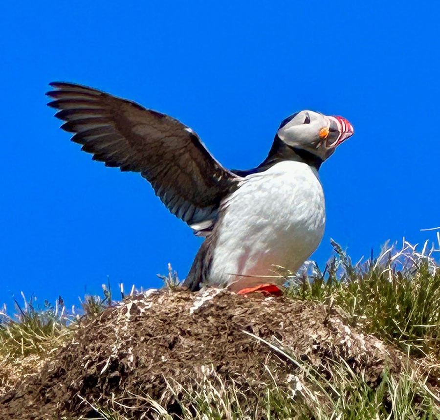 必ずまたアイスランドへ」 絶滅危惧種の鳥「パフィン」を愛で 旅の終わりは第二の都市レイキャビク | CREA Traveller | 写真 | 1枚目