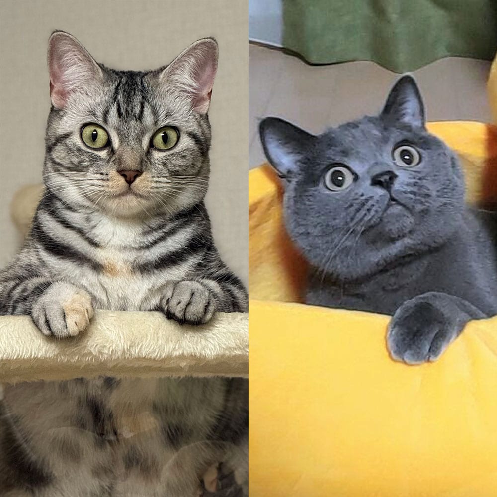 「かわいいニャングランプリ2026」【1】なぜ、そんな所に!? スッポリハマっちゃった部門の発表です！