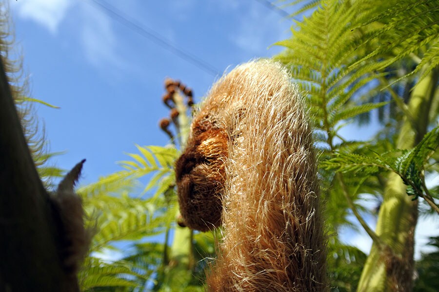 本土では見ないような亜熱帯の植物。