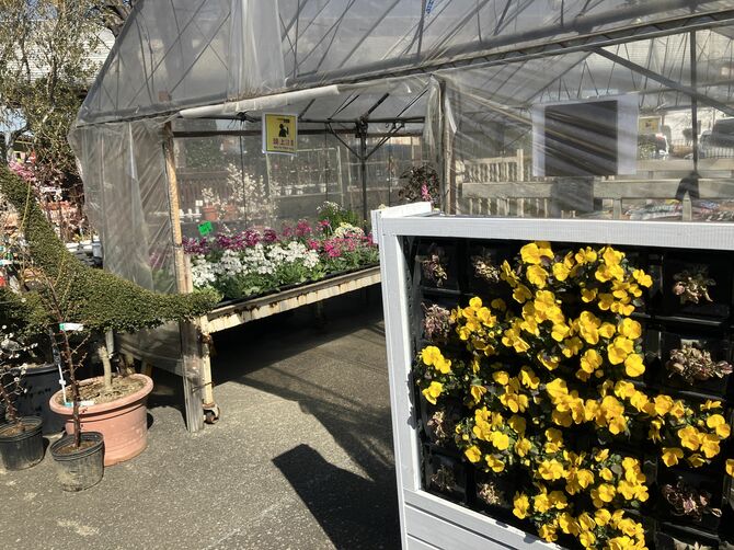 草花もたくさん販売している