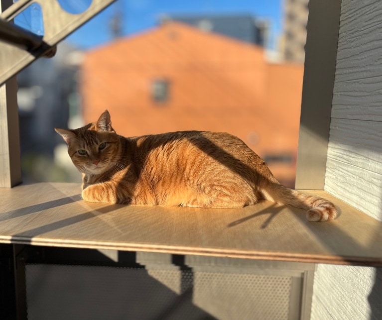きなこ♀ 3歳。「朝日を浴びて日向ぼっこお顔は焼けたくないようですw。ぽっちゃりさんでおっとり神経質ツンデレがたまりません美意識高め女子」（飼い主さんより）。