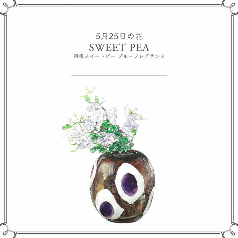 5月25日の花「宿根スイートピー ブルーフレグランス」