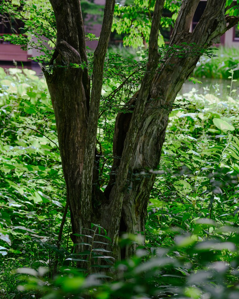 星野屋温泉旅館の時代からある、樹齢100年超のカシワの木。